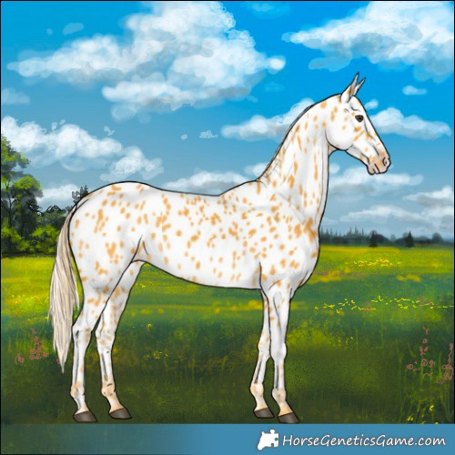 Horse Color:Palomino Appaloosa 