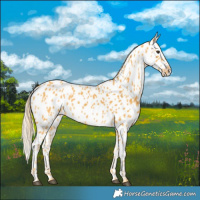Horse Color:Palomino Near Leopard 
