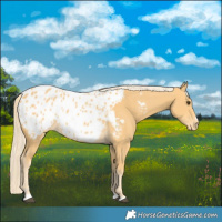 Horse Color:Palomino Appaloosa