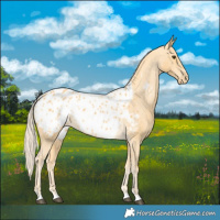 Horse Color:Palomino Appaloosa 