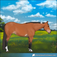 Horse Color:Bay Tobiano 