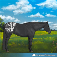 Horse Color:Black Appaloosa 