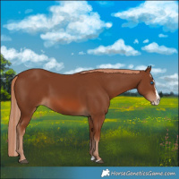 Horse Color:Chestnut Splash 