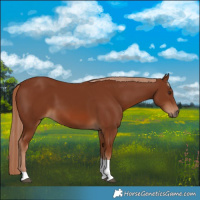 Horse Color:Chestnut Tobiano Rabicano 