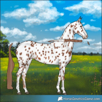 Horse Color:Chestnut Near Leopard 