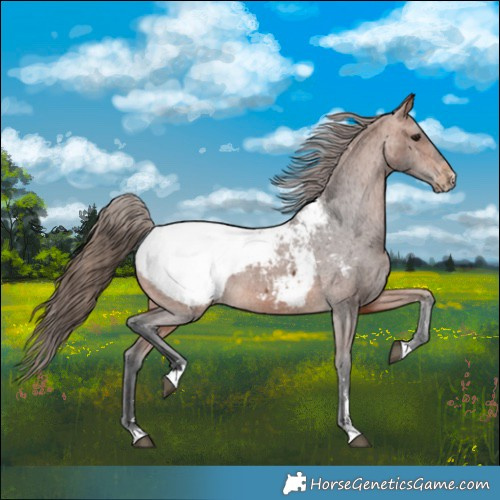 Horse Color:Bay Appaloosa 