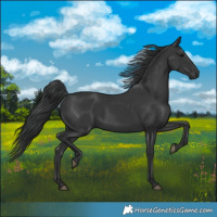 Horse Color:Black 