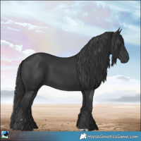 Horse Color:Black 