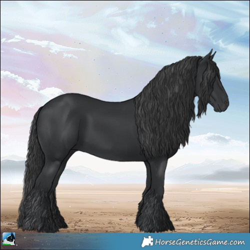 Horse Color:Black 