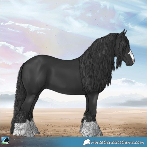 Horse Color:Black 