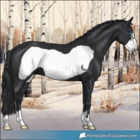 Horse Color:Black Frame 