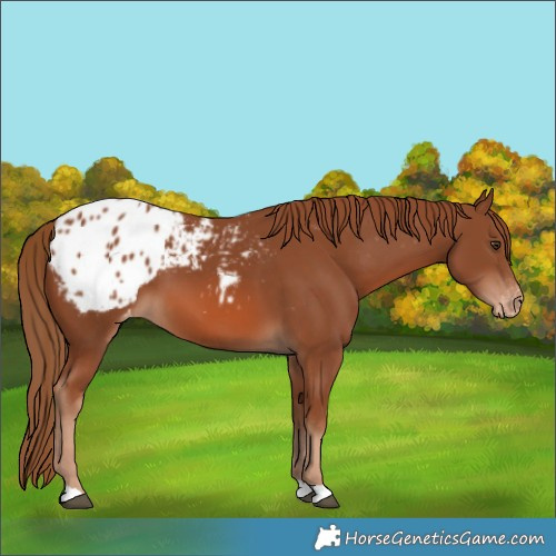 Horse Color:Chestnut Appaloosa 