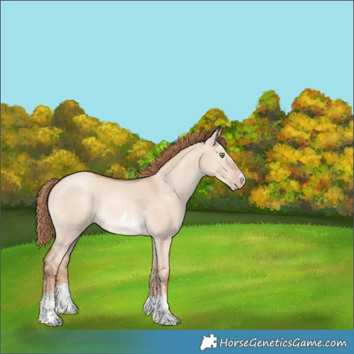Horse Color:Gold Champagne Dun Sabino 
