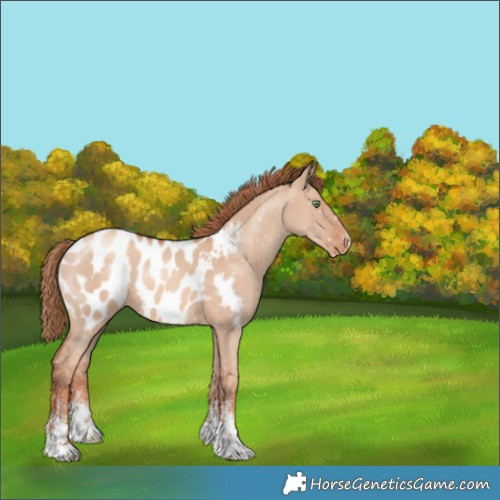 Horse Color:Gold Champagne Dun Sabino Appaloosa 
