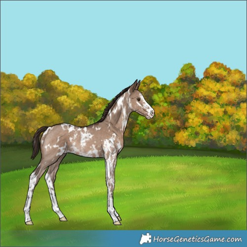 Horse Color:White Spotted Liver Red Dun Sabino Rabicano 