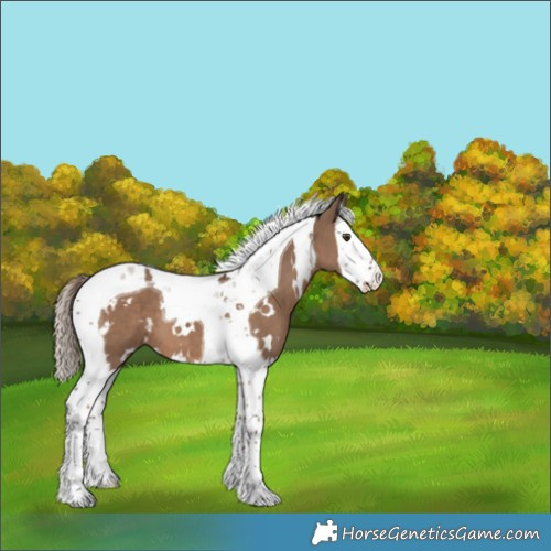 Horse Color:White Spotted Liver Red Dun Splash Tobiano 