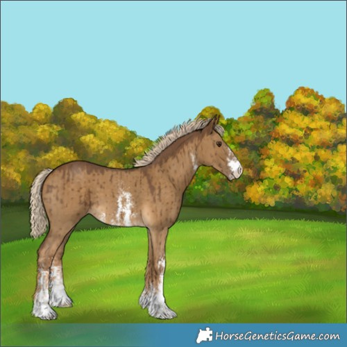 Horse Color:Chocolate Palomino Dun Sabino Brindle 