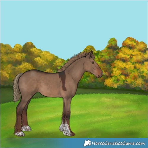 Horse Color:Liver Red Dun Sabino 