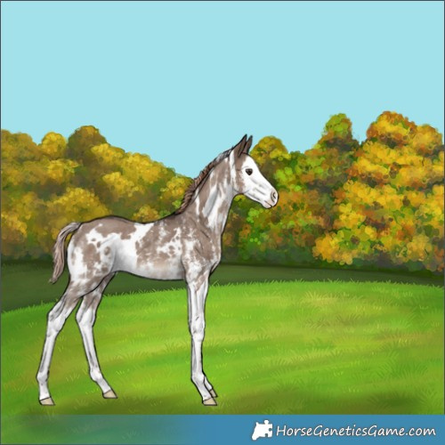 Horse Color:White Spotted Liver Red Dun Sabino Splash 