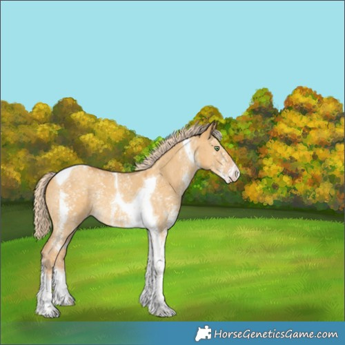 Horse Color:Gold Cream Champagne Dun Sabino Tobiano 