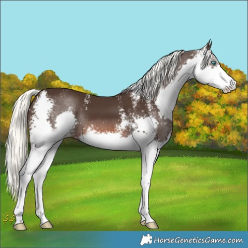 Horse Color:Liver Chestnut Mushroom Sabino Splash 