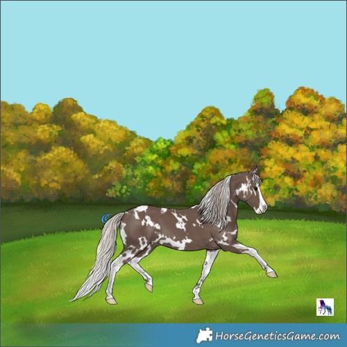 Horse Color:White Spotted Silver Black Splash 
