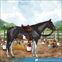 Horse Color:Brown Tobiano 