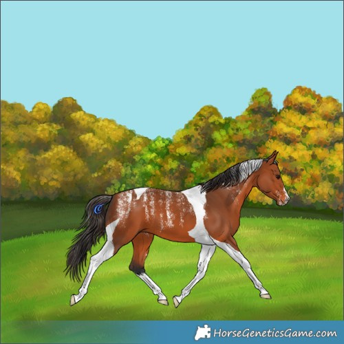 Horse Color:Powder White Bay Tobiano 