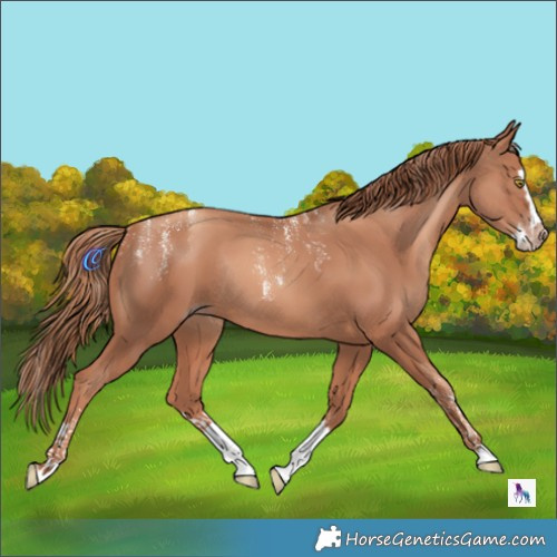 Horse Color:Powder White Gold Champagne Splash Rabicano 