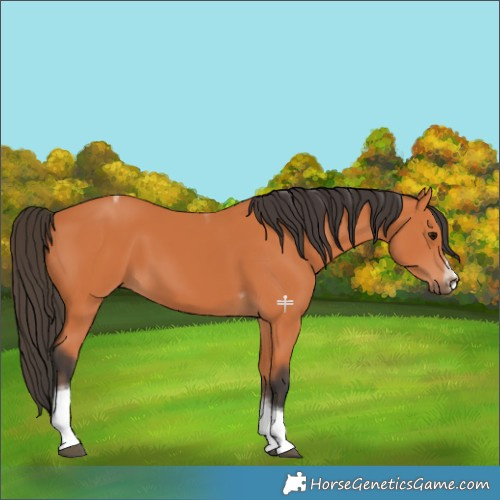 Horse Color:Bay Tobiano Frame 