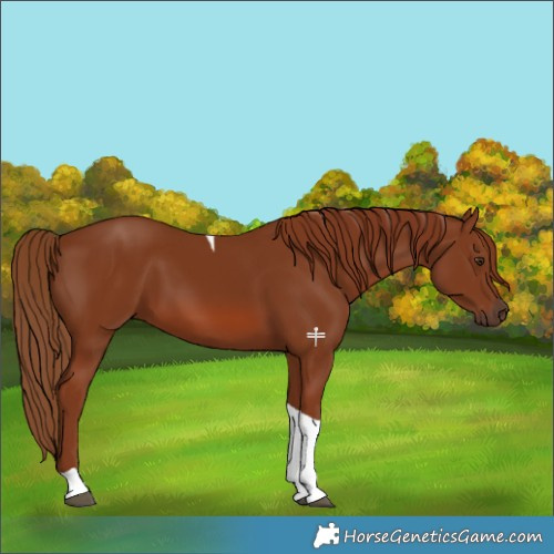 Horse Color:Chestnut Tobiano 