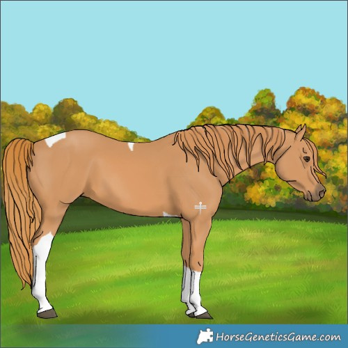 Horse Color:Chestnut Tobiano 