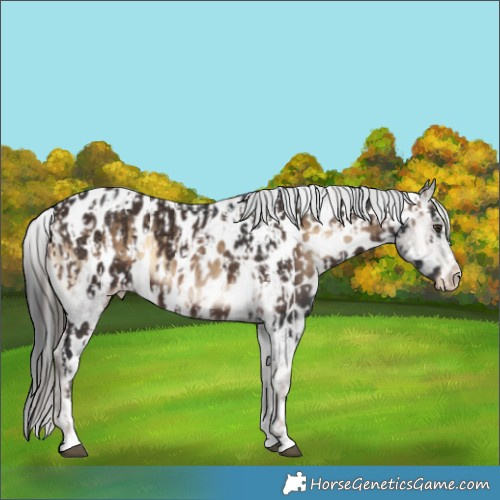 Horse Color:Liver Chestnut Blanket  and Brown Onyx Near Leopard 