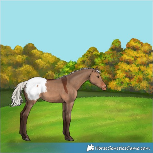 Horse Color:Silver Brown Dun Appaloosa Rabicano 