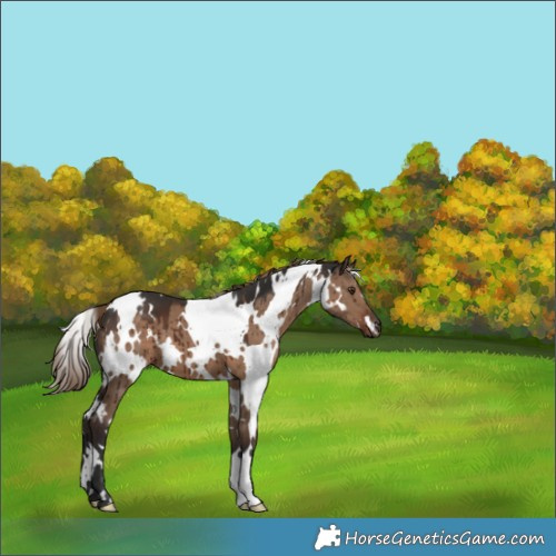 Horse Color:White Spotted Liver Red Dun Brindle 