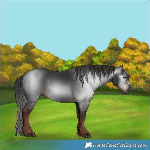Horse Color:Gray White Spotted Liver Chestnut 
