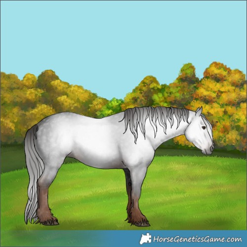Horse Color:Gray White Spotted Liver Chestnut 