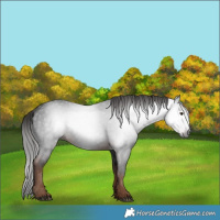 Horse Color:Gray White Spotted Liver Chestnut 