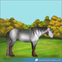 Horse Color:Gray White Spotted Liver Chestnut