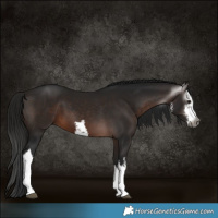 Horse Color:Gray White Spotted Bay 