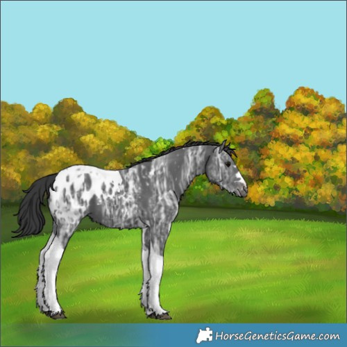 Horse Color:Black Ice Tobiano Appaloosa 