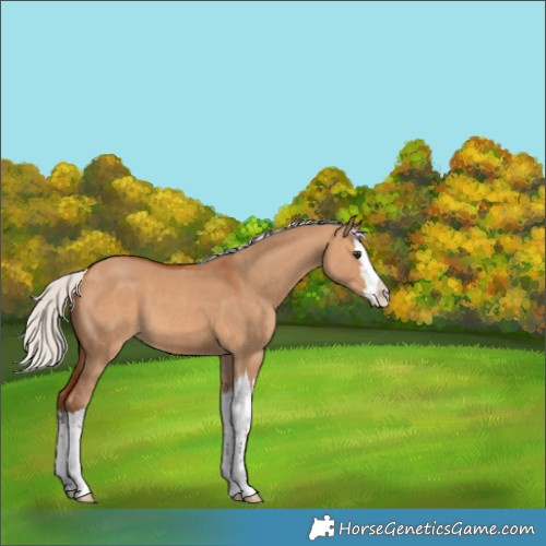 Horse Color:White Spotted Silver Bay Dun Splash 