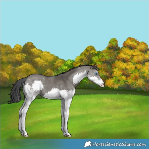 Horse Color:Grullo Splash 