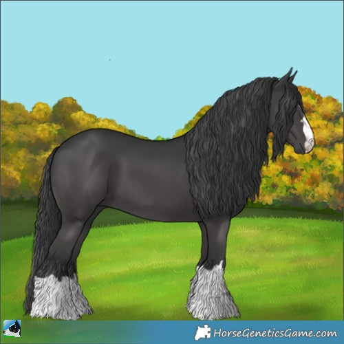 Horse Color:Black 