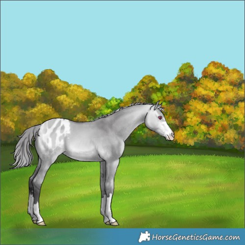 Horse Color:Buckskin Chinchilla Dun Appaloosa 