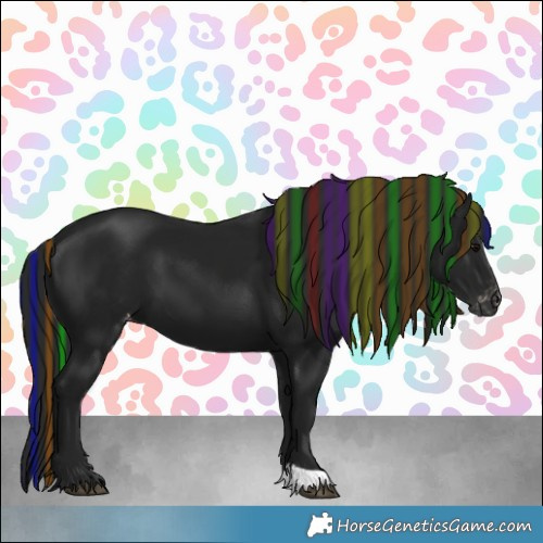 Horse Color:Gray Painted Black Appaloosa