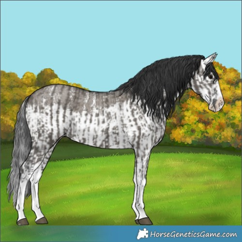 Horse Color:Grullo Sabino Splash  and Grullo Sabino Splash 