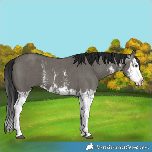 Horse Color:Grullo Sabino Splash  and Gray Grullo Sabino Splash 
