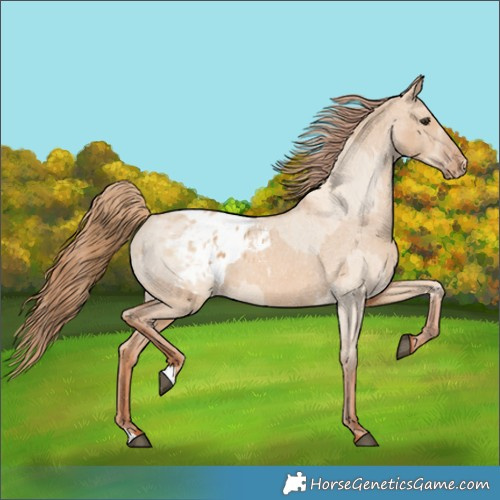 Horse Color:Red Dun Appaloosa  and Red Dun Appaloosa 