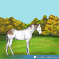 Horse Color:Liver Red Dun Sabino Splash 